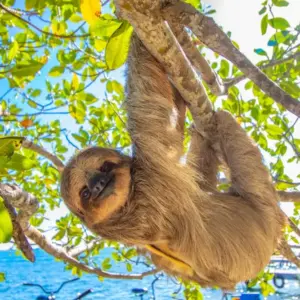 Sloth hanging from a tree by the sea in Roatan
