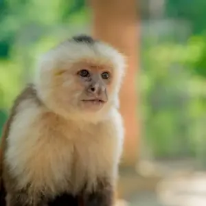 White-faced capuchin monkey at Mayan Eden Eco Park, Roatan