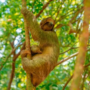 ROATAN TOUR