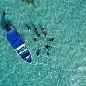 swimming with sharks