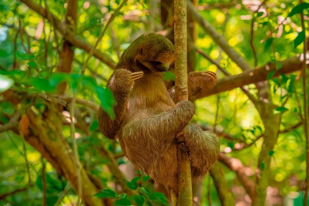 Sloth wildlife experience in Roatán