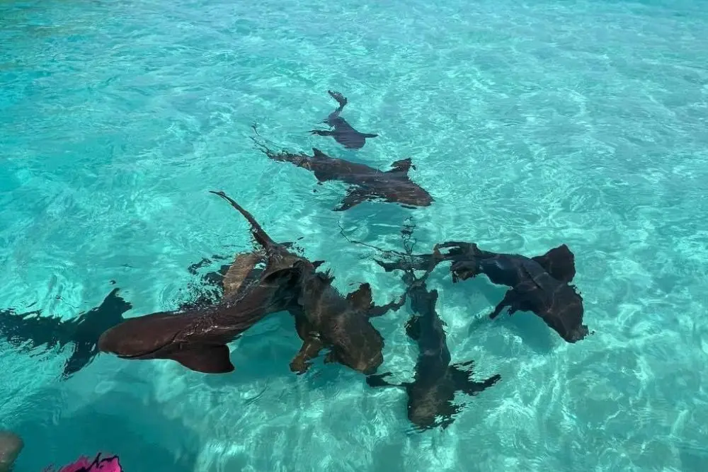 Roatan what to do